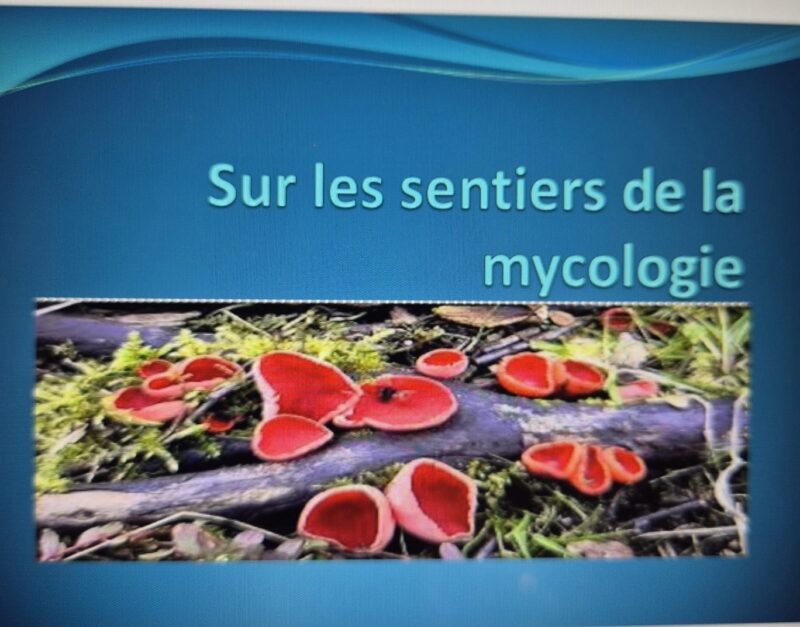 Salle du Vampire : Soirées théoriques sur la mycologie