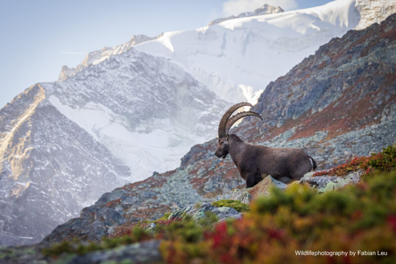 Café de Barry : Vernissage «Les résidents de la nature valaisanne en images»