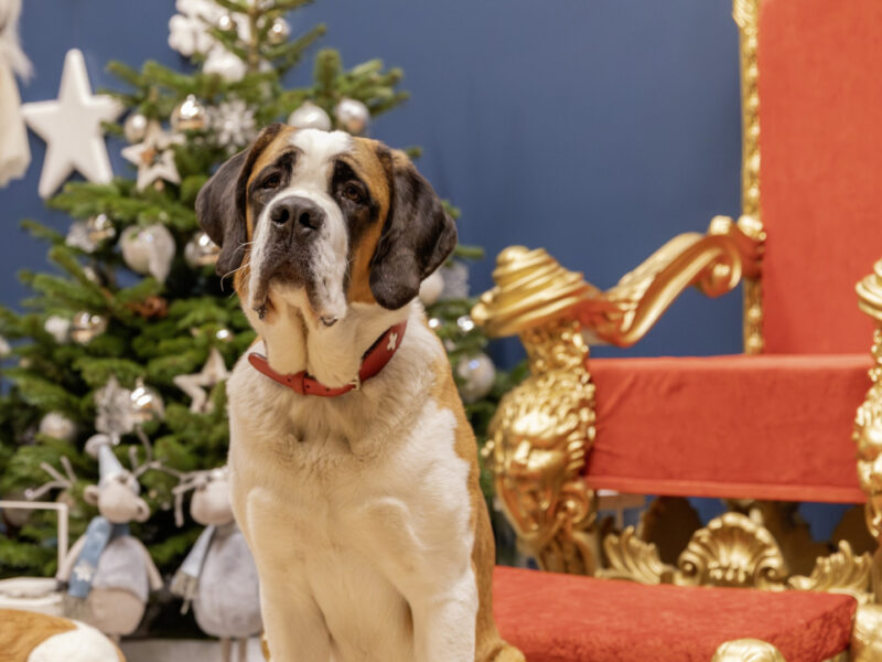 Barryland : La magie des fêtes