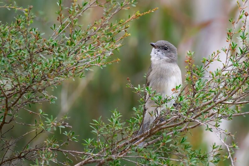 Épicentre : Introduction à l'ornithologie